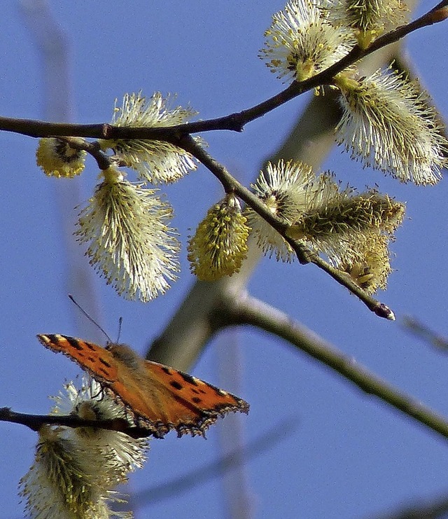   | Foto: Wolfgang Zengler