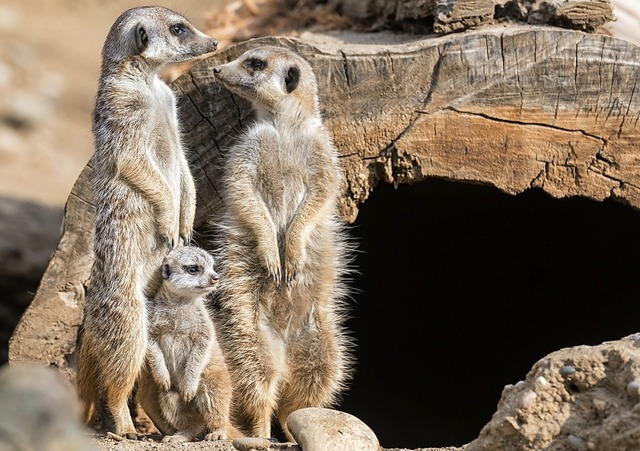   | Foto: Zoo Basel (Torben Weber)