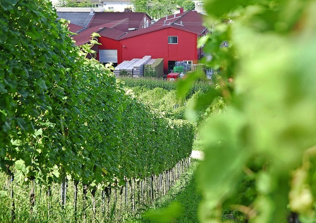 Funktioniert die Traubenannahmestelle ...enden Herbst? Das Bangen hat begonnen.  | Foto:  Bamberger