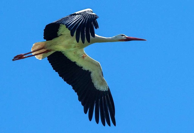 Ein Storch.  | Foto: dpa