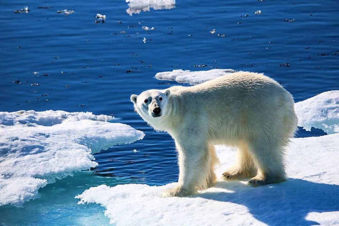 Dem Eisbren schmilzt seine Eisscholle unter den Tatzen weg.  | Foto: Elissa Title