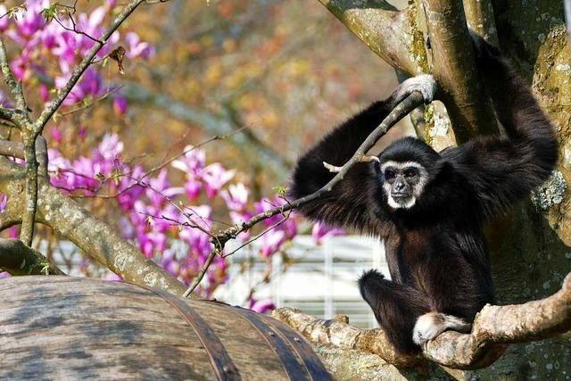 Ein Affe geniet den Frhling im Mundenhof