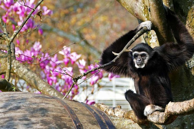 Affe mit Magnolienpracht im Mundenhof  | Foto: Heinz Ney