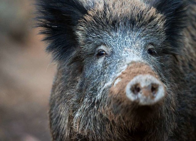 So hnlich muss das Wildschwein ausgesehen haben.  | Foto: dpa