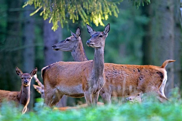 Auf gefhrten Touren am Schluchsee knnen Naturliebhaber Rotwild beobachten.  | Foto:  Erich Marek