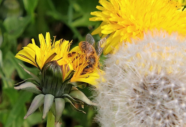   | Foto: Bernd Wehrle