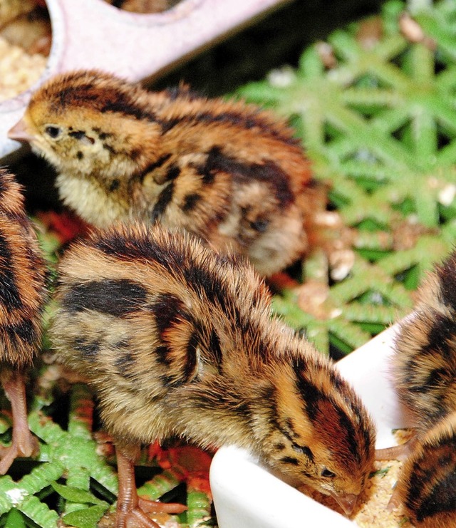 Frisch geschlpft sind diese kleinen W...hau am 1. Mai erworben werden knnen.   | Foto: Sedlak