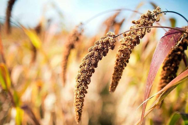 Im Ackerbau im Landkreis Lrrach werden Alternativen zum Mais attraktiv
