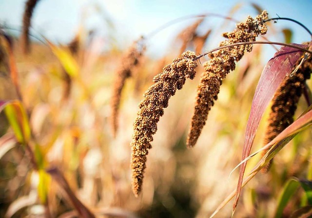 Hirse ist eine Getreidealternative, di... Hitze und wenig Wasser zurecht kommt.  | Foto: dpa