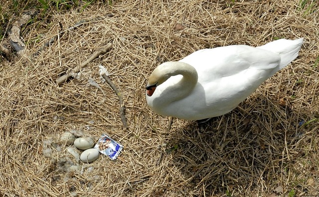 Immer wieder wird Mll ins Schwanennest am Rheinufer geworfen.  | Foto: Leony Stabla/J./Kerkhoff/ H. Gollin