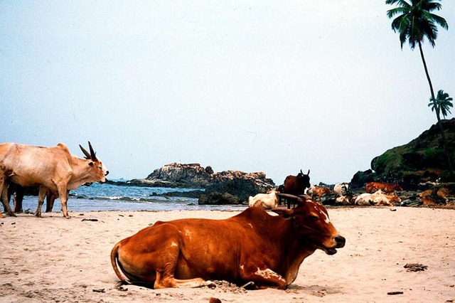 Khe an einem indischen Strand  | Foto: Sven-E. Hauschildt