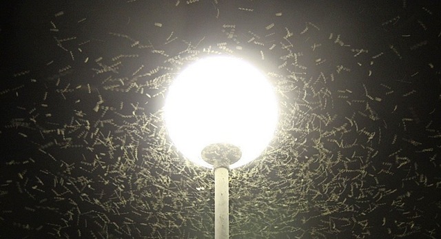 Fatale Attraktion: Insekten schwirren in dunkler Nacht um eine Straenleuchte.   | Foto: Andrej Mohar