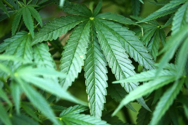 Cannabis soll in Luxemburg  bald konsumiert werden drfen.  | Foto: dpa