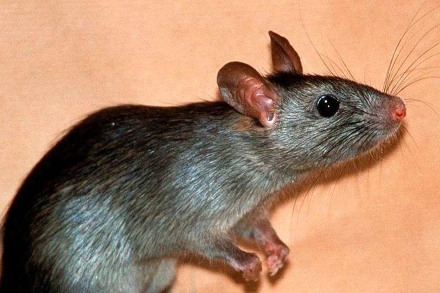 In Lörrach stehen die Ratten unter digitaler Beobachtung