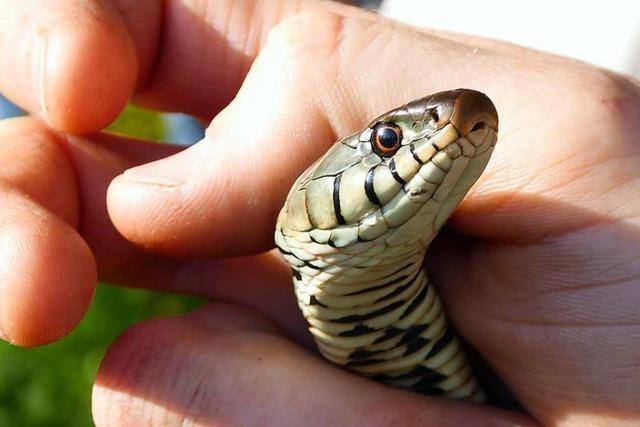 Ein Reptilien-Experte erklrt, wo man in Vrstetten Schlangen findet