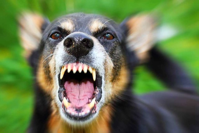 Ein fremder Hund biss eine Hundehalter... Tier beschtzen wollte (Symbolbild) .  | Foto: tverkhovinets  (stock.adobe.com)