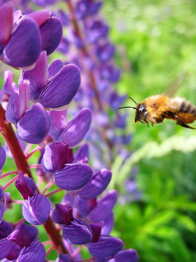 Lupinen sind  nicht nur eine Augenweid...ig wie mglich gemht werden sollten.   | Foto: Gudrun Deinzer