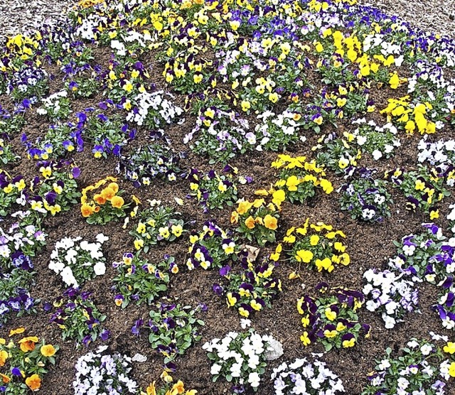 Wo leuchtet dieser frhlingshafte Blumengru.  | Foto: Thomas Mutter