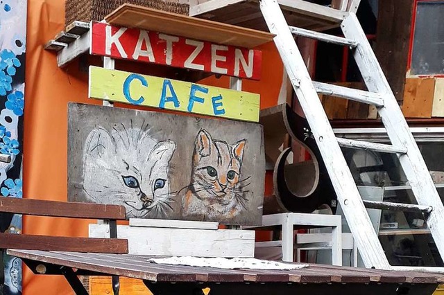 Das ehemalige Katzencaf: Die Katzen s...drun Blny wollte nicht mit aufs Foto.  | Foto: Elena Borchers