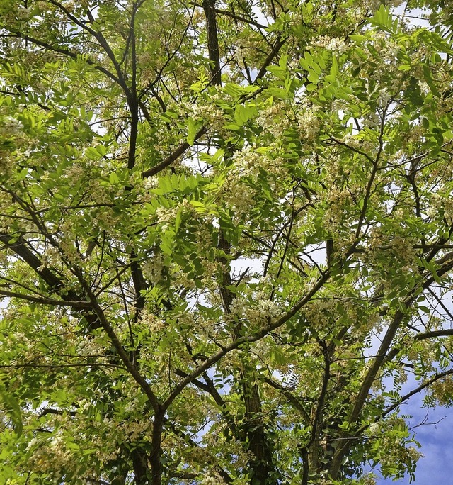 Auch das Laub der Robinie verdrngt &#...eimische Arten, sagt Reinhold Treiber.  | Foto: Fotos: Treiber, privat
