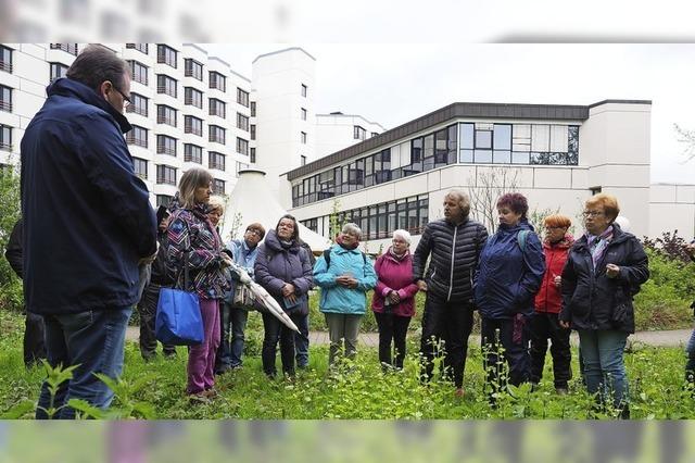 Auf den Spuren von Huflattich und Spitzwegerich