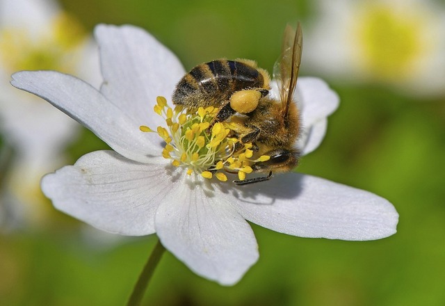 Dringend notwendig, das betonte Brger...g der Bienen im Bewusstsein der Brger  | Foto: Patrick Pleul, dpa