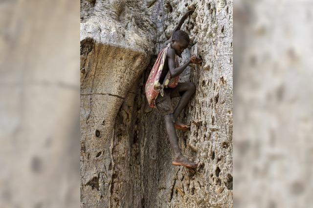 Der Baobab stirbt langsam