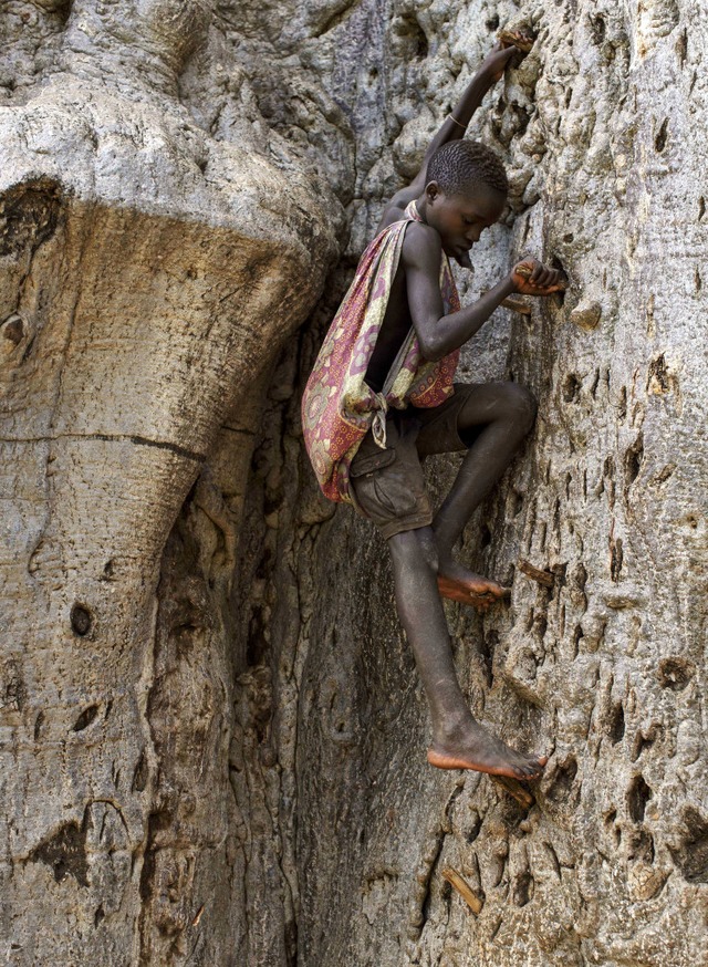 Majesttisch: Die Affenbrot-Bume in Afrika werden mehrere hundert Jahre alt.   | Foto: DPA(2) /Keck