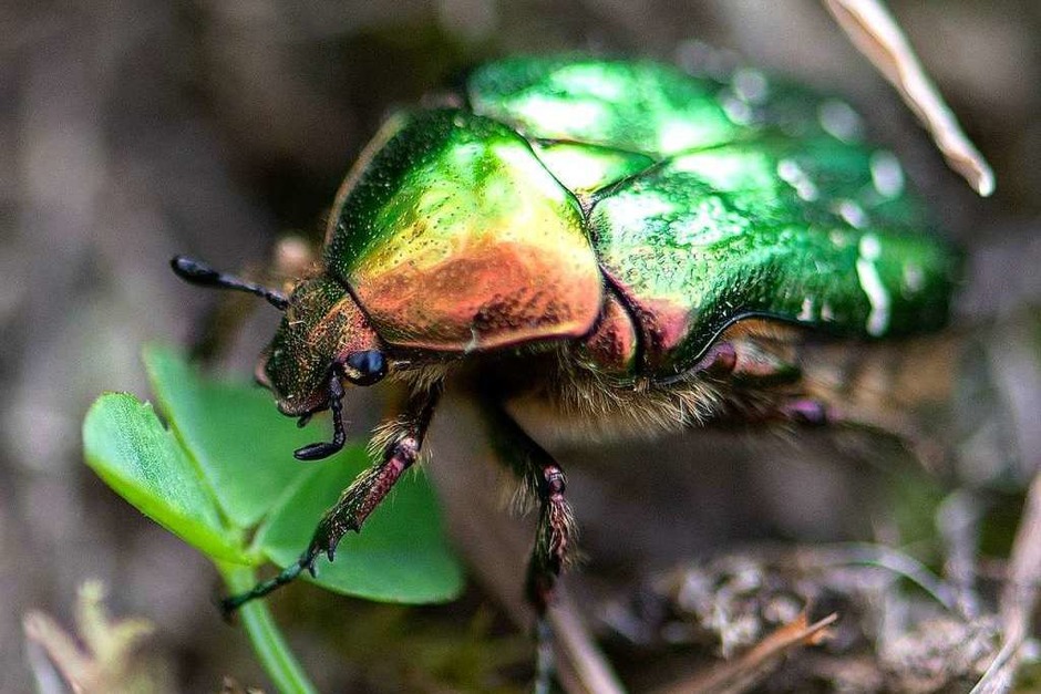 Blühflächen statt reines Ackerland: Das kommt der Insektenwelt zugute. Mit der Übernahme einer Patenschaft für Blühstreifen, kann jede/r einen Beitrag leisten. (Foto: Wolfgang Scheu) Blühflächen statt reines Ackerland: Das kommt der Insektenwelt zugute. Mit der Übernahme einer Patenschaft für Blühstreifen, kann jede/r einen Beitrag leisten. (Foto: Wolfgang Scheu)