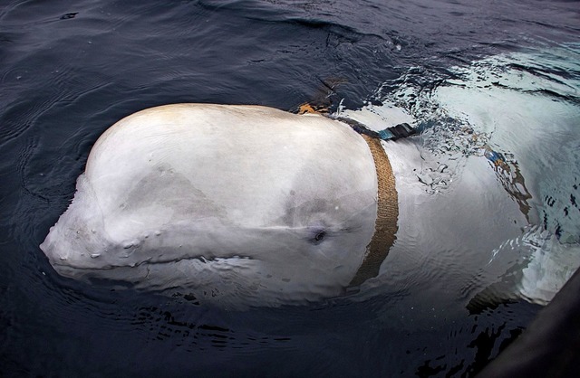 Der Beluga trug ein Geschirr, an dem eine Kamera befestigt war.   | Foto: dpa