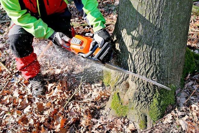 Bad Krozingen lehnt Baumschutzsatzung ab
