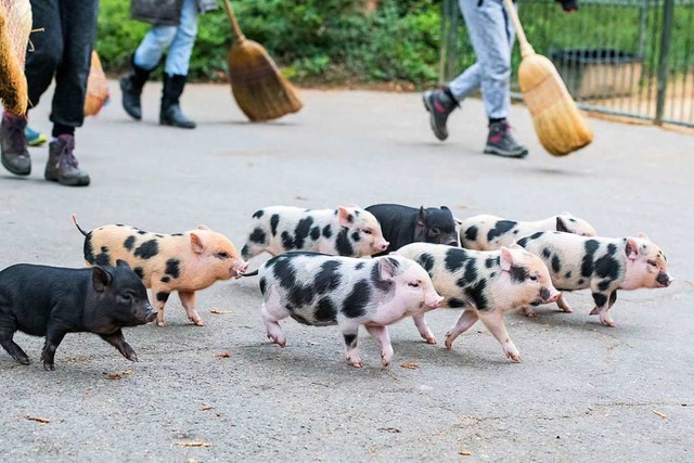 Die Minipigs sind im Zoo unterwegs  | Foto: Zoo Basel (Torben Weber)