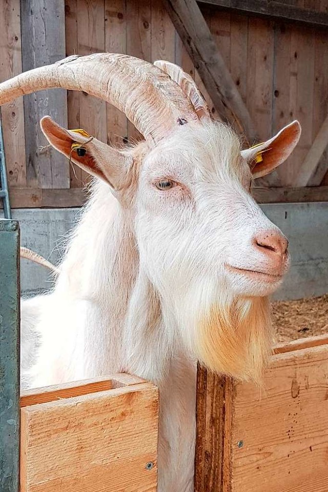 Die Hrner eines Ziegenbocks sind schn, knnen aber auch zu Problemen fhren.  | Foto: Petra Kistler 