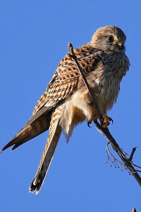Ein Turmfalke  | Foto: Karl-Ernst Schmieder