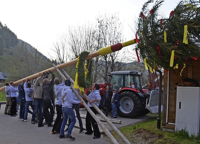 Viel Muskelkraft war beim Maibaumstellen in Menzenschwand erforderlich.   | Foto: Christiane Sahli