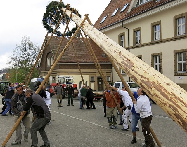 Mit vier Stangenscheren hievten die Bo...ten des Baumes stets im Blick hatten.   | Foto: emo