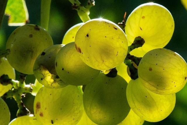 Gottenheimer Winzer ziehen Bilanz zum Weinjahrgang 2017