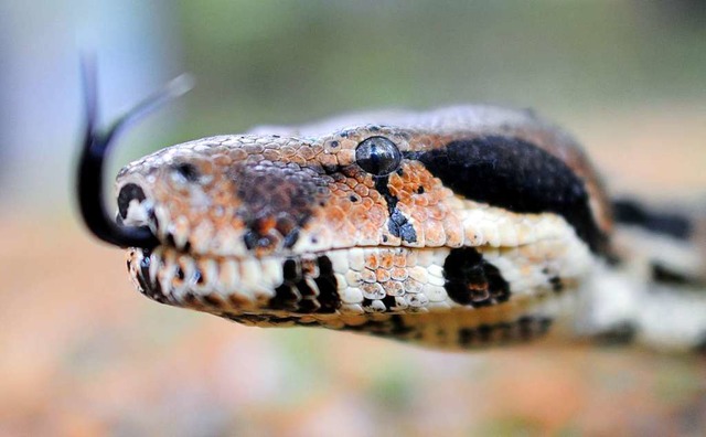 Kein Spielzeug: eine Boa constrictor  | Foto: dpa, Verwendung weltweit, usage worldwide