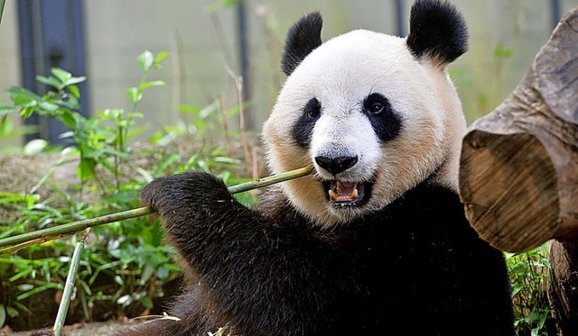 Der Panda ist das Symboltier des WWF.   | Foto: AFP