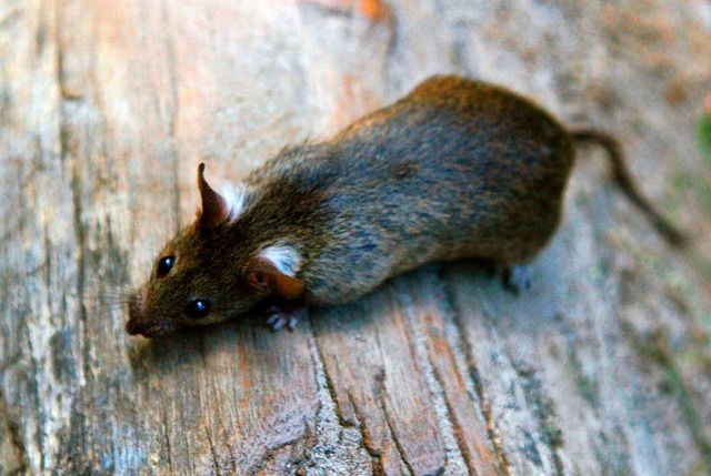 Ratten treiben sich in den Kanlen von Seelbach herum.  | Foto: dpa