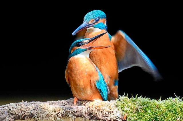 Albert Rummler gelang dieses Foto der Vogelhochzeit  | Foto: Albert Rummler