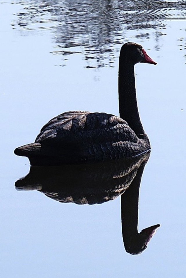 Tuschend echt  schwimmt der  schwarze... friedlich auf dem Kofenweiher herum.   | Foto: Gabi Lendle