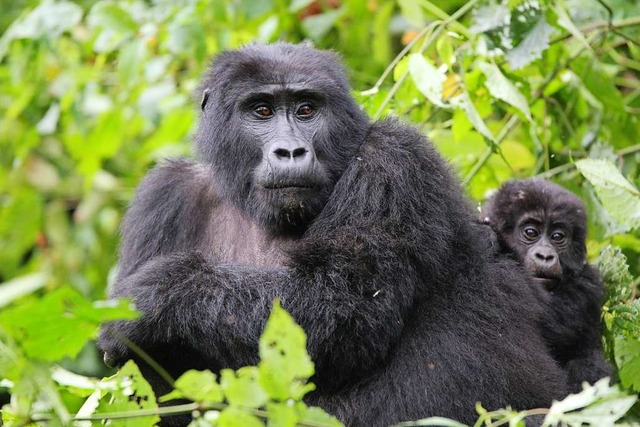 Gorilla-Weibchen der  Bweza-Gruppe mit...94;&#8194;&#8194;&#8194;&#8194;&#8194;  | Foto: Michael Saurer