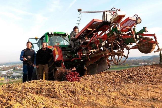 Ein Markgrfler Weingut nutzt Satellitentechnik im Weinberg