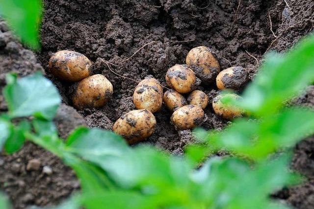 Mitte Mai werden die ersten Kartoffeln im südlichen Breisgau geerntet