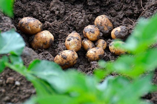 Fast fertig: Ein bisschen mssen die neuen Kartoffeln noch im Boden wachsen.  | Foto: Sophia Hesser