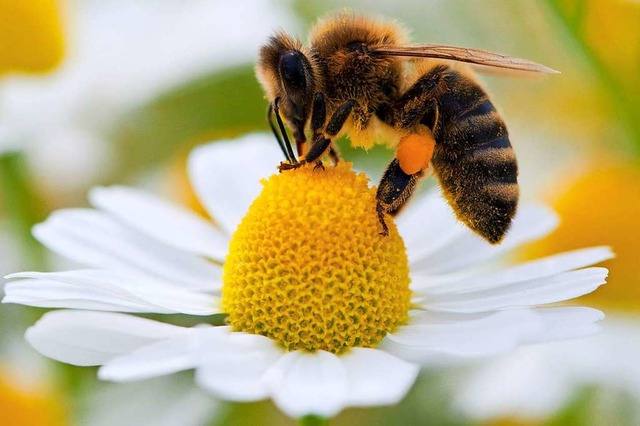 Die Bienen leiden unter dem Einsatz von Pestiziden (Symbolbild).  | Foto: dpa