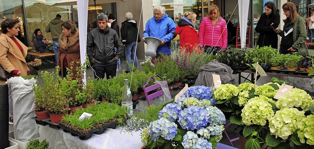 Blaue Hortensien sind immer ein Blickf...uter waren beim Bienli Mrkt gefragt.   | Foto: Sedlak