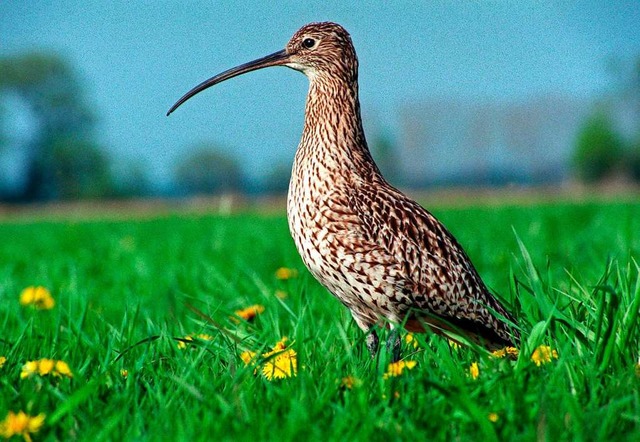 Nur noch etwa zehn Paare des  Groen Brachvogels leben heute in der Region.  | Foto: Verwendung weltweit, usage worldwide