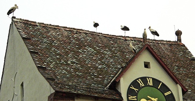 Vogelschutz-Ornithologische Gemeinscha...rche auf dem Dach der Michaelskirche.   | Foto: Georg Diehl